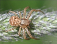 <p>BĚŽNÍK POCESTNÝ (Xysticus erraticus)</p>